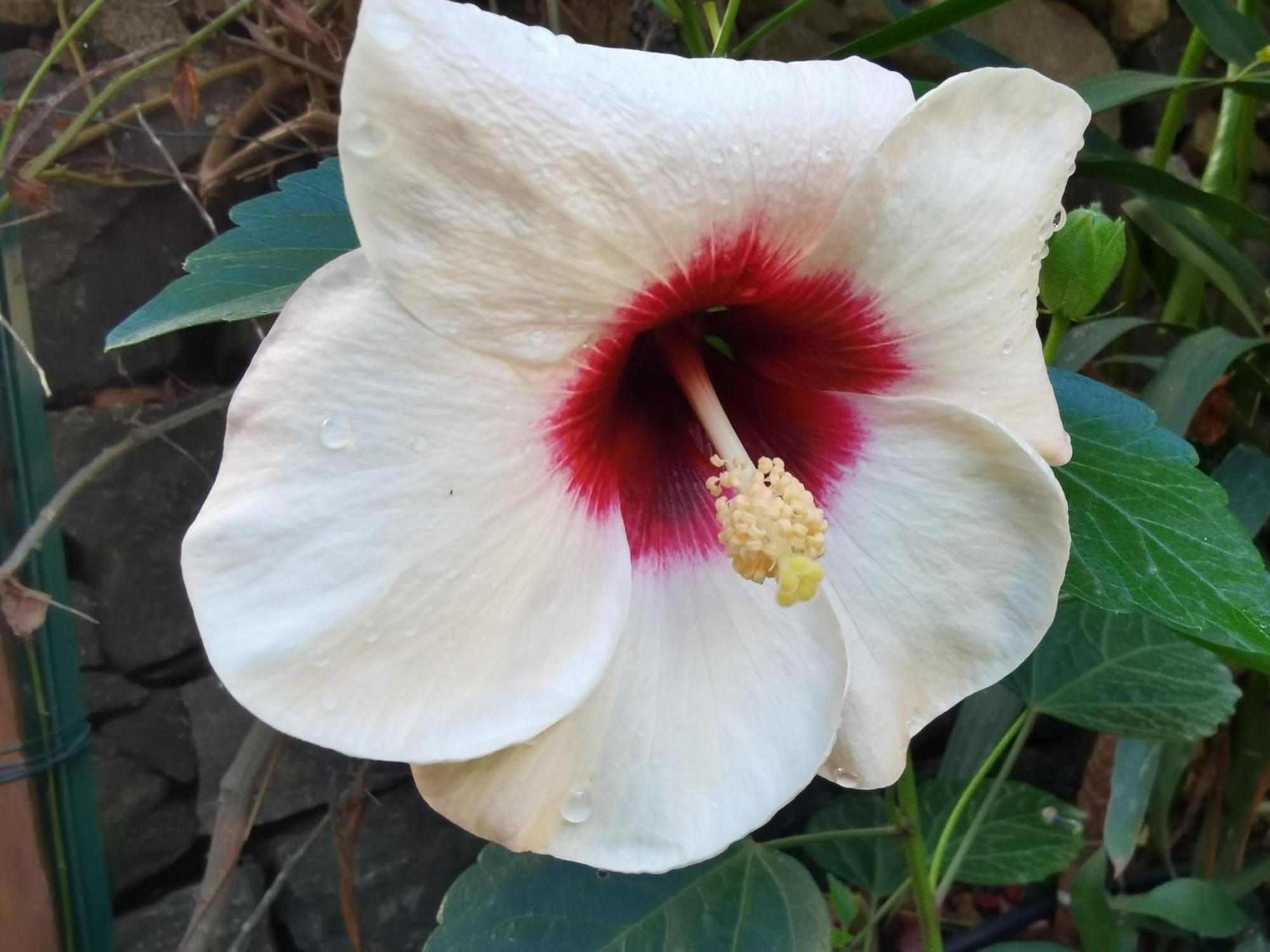 لا ماداّلينا Il Giardino Di Tatiana Rooms & Breakfast الغرفة الصورة