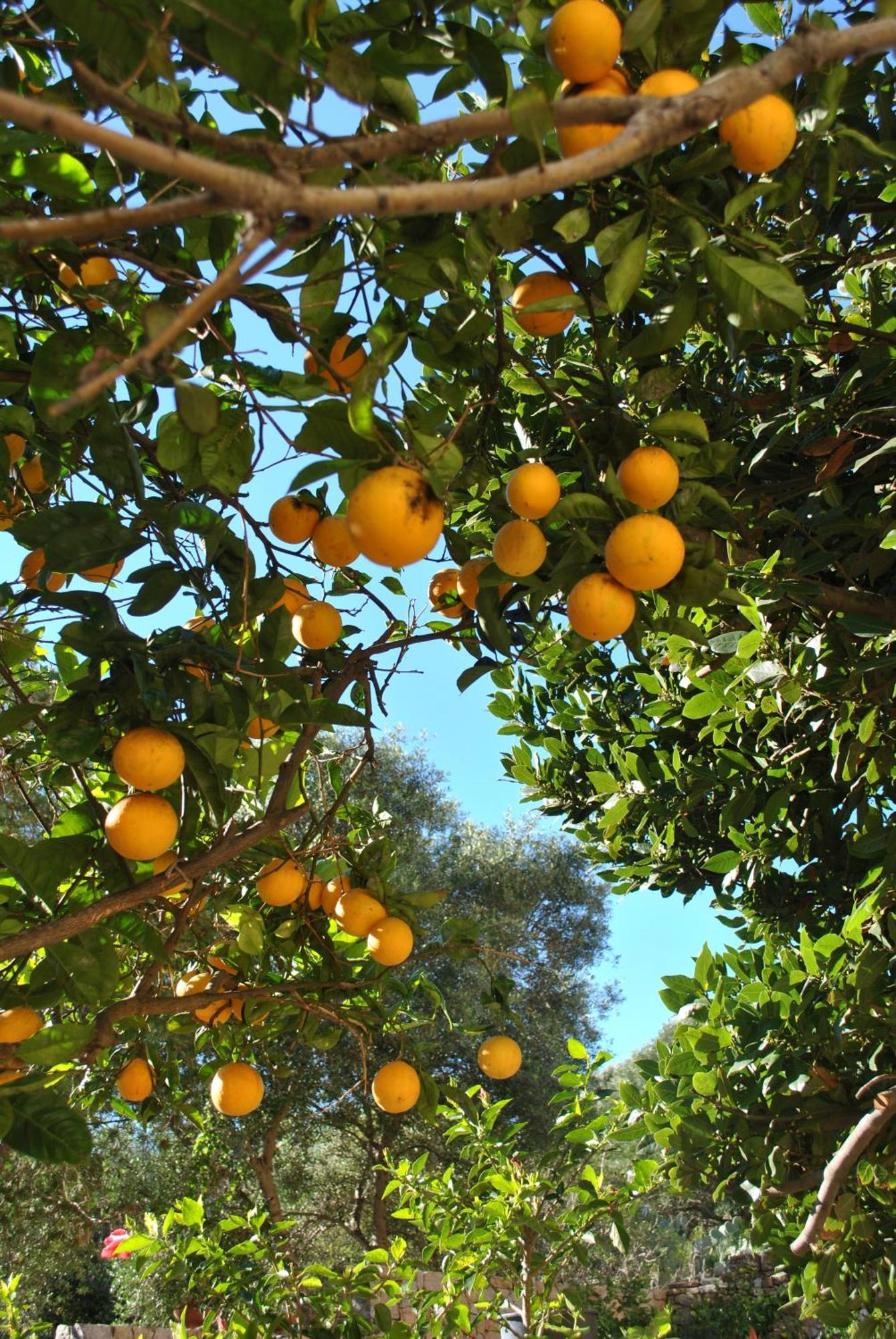 لا ماداّلينا Il Giardino Di Tatiana Rooms & Breakfast الغرفة الصورة